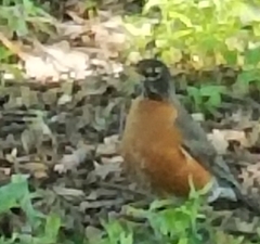 Turdus migratorius