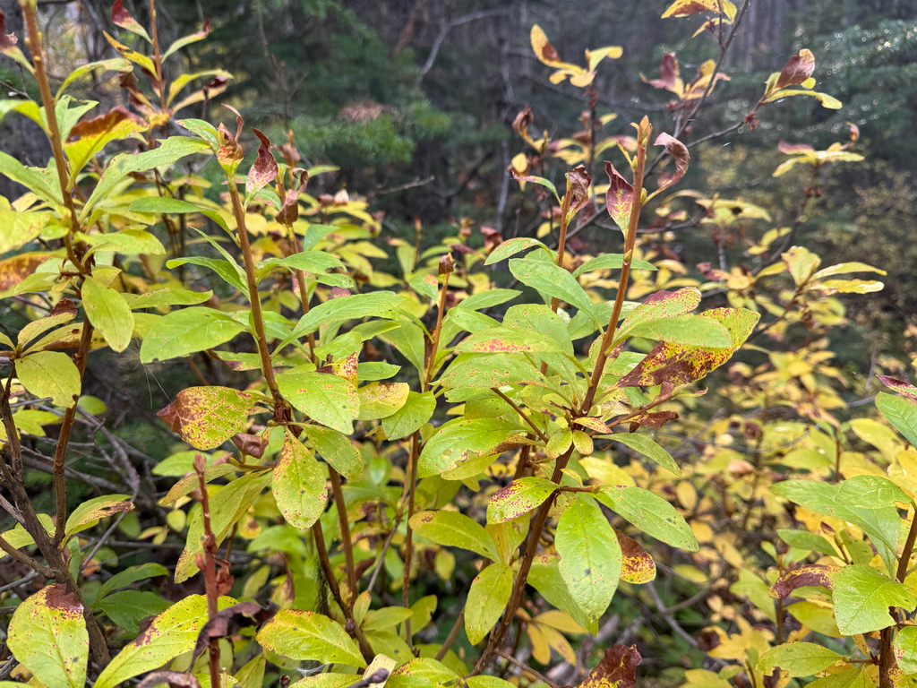 Rhododendron albiflorum; photograph (c) Caleb Catto, some rights reserved (CC BY)