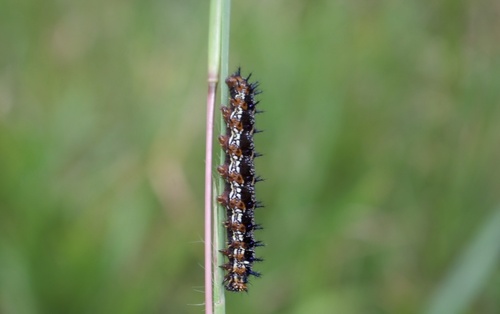 Common Buckeye