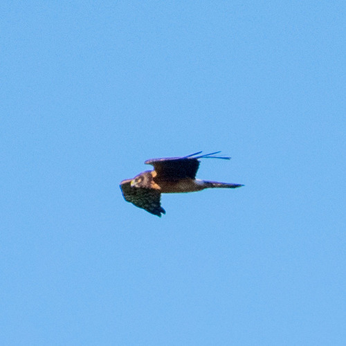 Northern Harrier