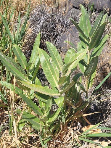 showy milkweed