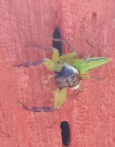 Green Jumping Spider