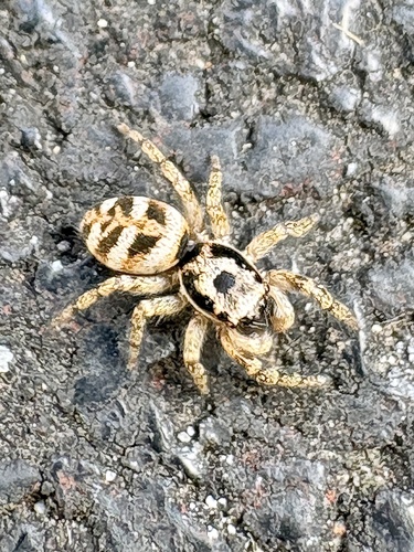 Zebra Jumping Spider