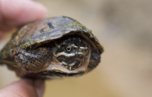 Eastern Musk Turtle