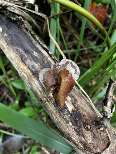 Auricularia, 2026-09-19