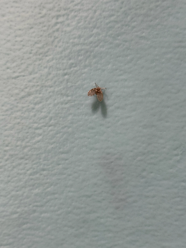 Bathroom Moth Fly