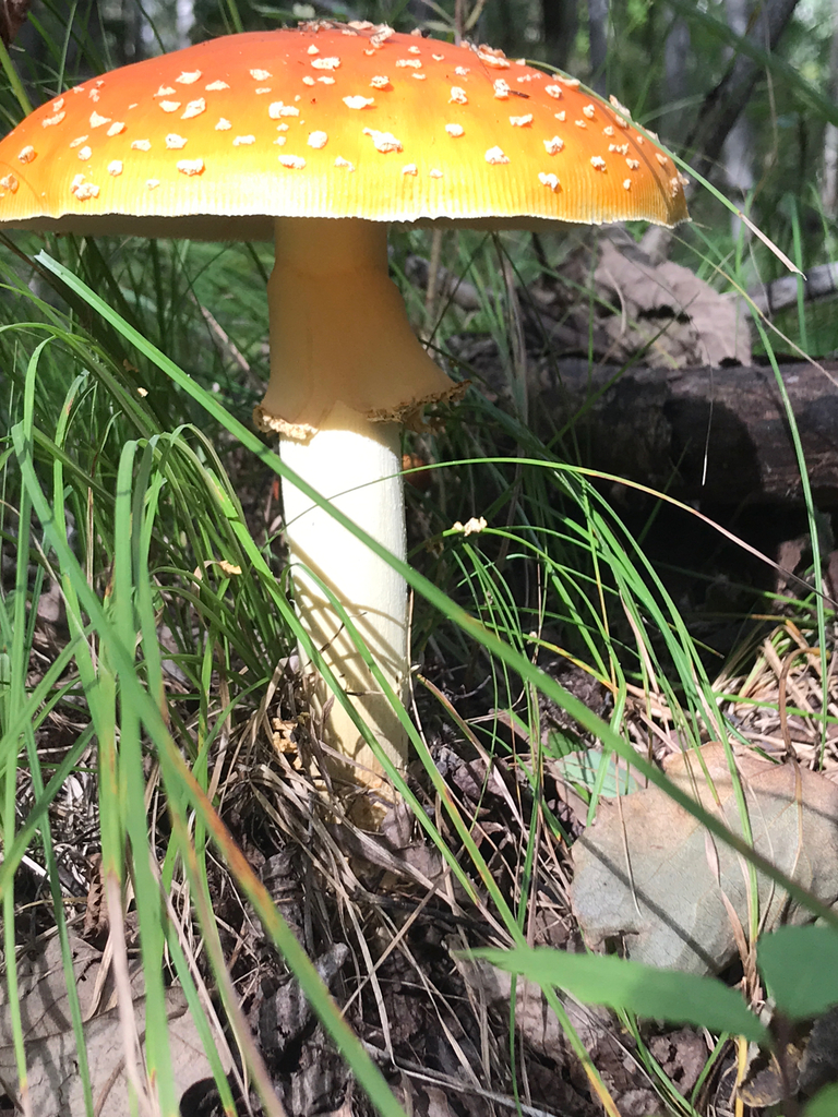 Fly Agaric · September 2026 · photo: Photo: (c) BrianGwiz, some rights reserved (CC BY) · iNaturalist