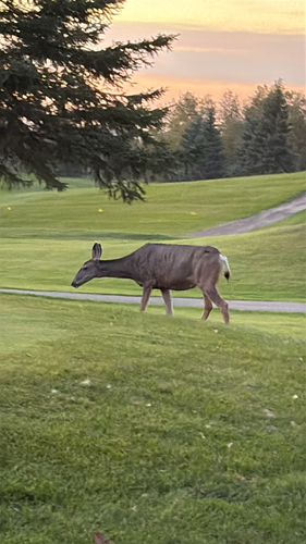 Rocky Mountain Mule Deer