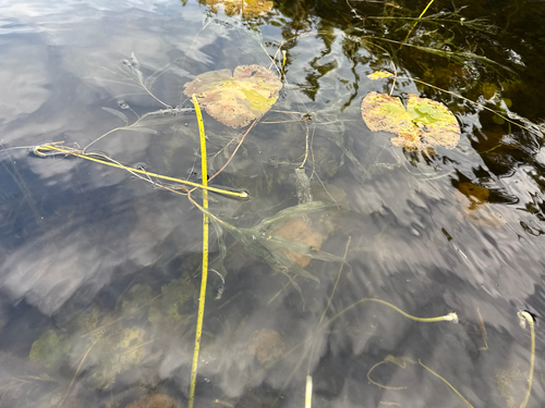 Potamogeton praelongus, photograph 5