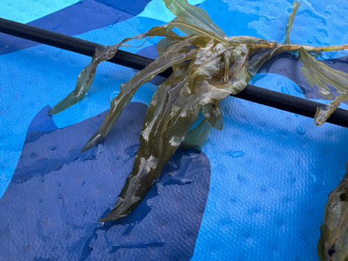 Potamogeton praelongus, photograph 3