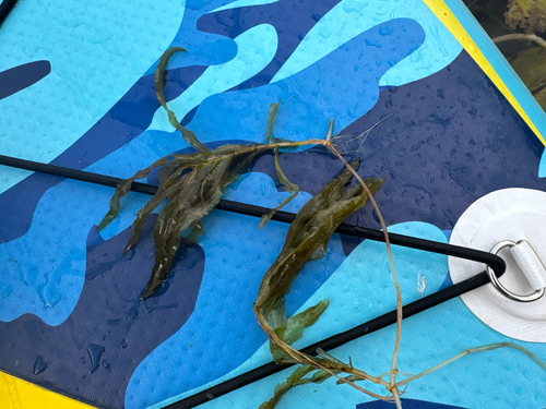 Potamogeton praelongus, photograph 4