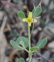 Roepera glauca
