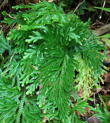 Selaginella, 2026-09-20
