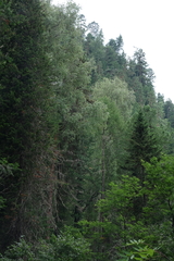 Pinus sibirica, photograph (c) Oleg Kosterin, some rights reserved (CC BY)
