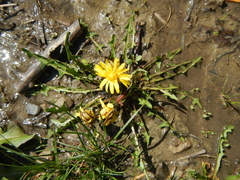 Taraxacum palustre