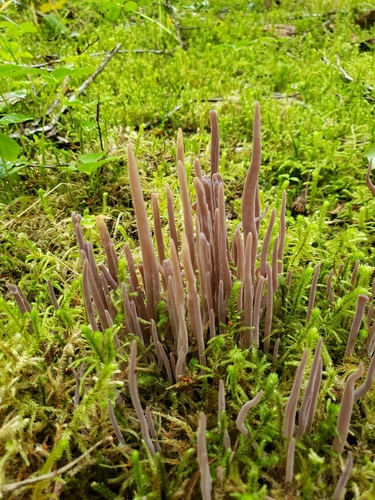 Purple Spindles