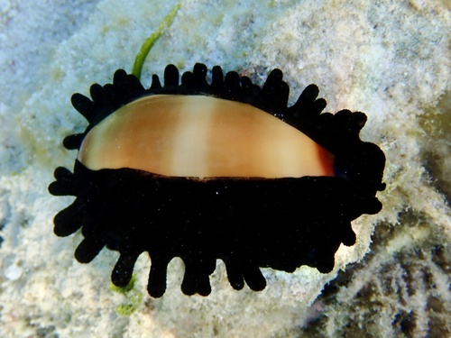 Cypraea talpa observed 2026-09-21