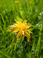 Taraxacum palustre