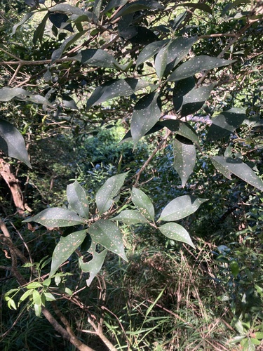 Illicium arborescens