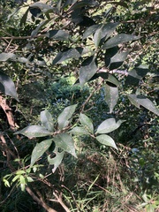 Illicium arborescens, photograph (c) Zheng-An Wang, some rights reserved (CC BY)