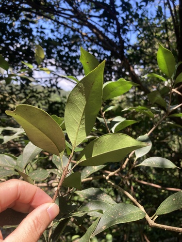 Illicium arborescens, photograph 2