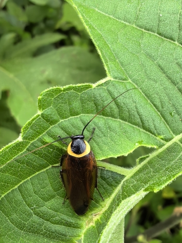 Pallid Sun Roach