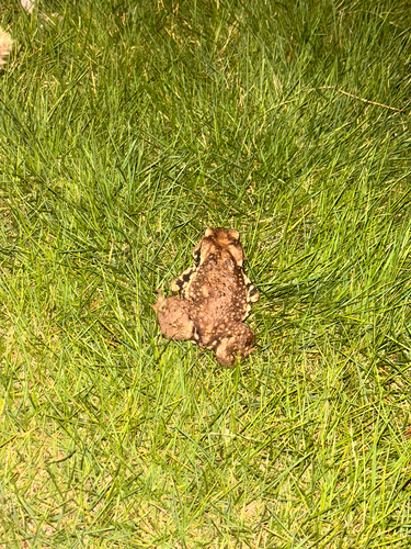 Asiatic Toad