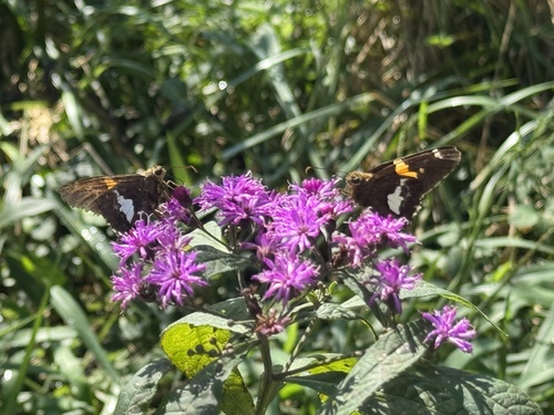Silver-spotted Skipper