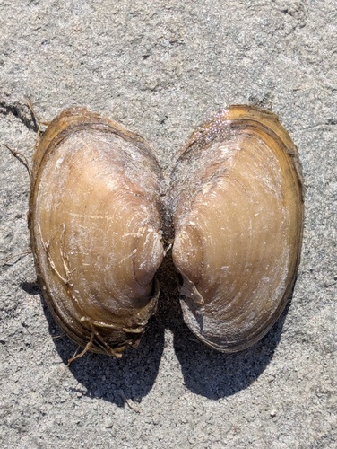 Lampsilis radiata