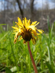 Taraxacum palustre