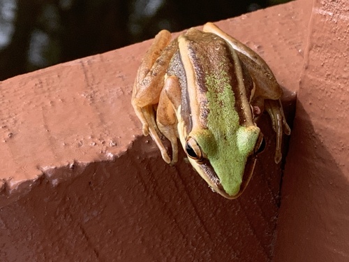 Green Paddy Frog