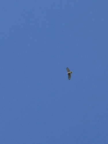 Red-shouldered Hawk