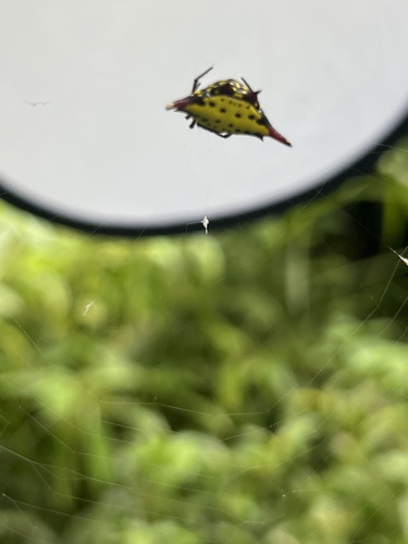 Gasteracantha sauteri