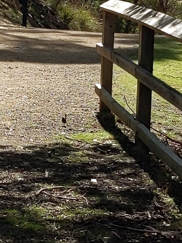 Superb Fairywren