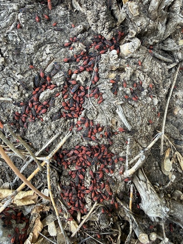 Eastern Boxelder Bug