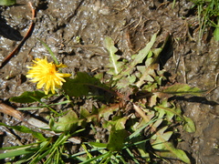 Taraxacum palustre