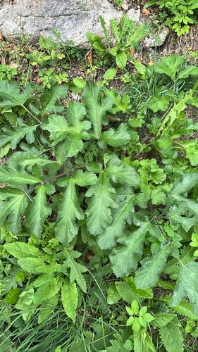 hogweed