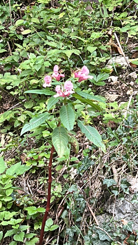 Himalayan balsam