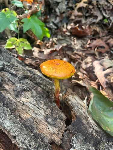shaggy-stalked bolete