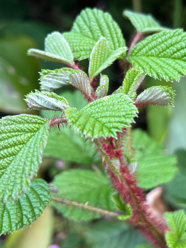 Rubus ellipticus observed 2026-09-20