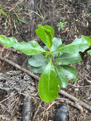 Coprosma lucida, photograph 6