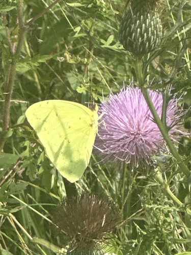 Cloudless Sulphur