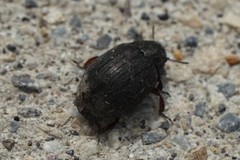 Byrrhidae