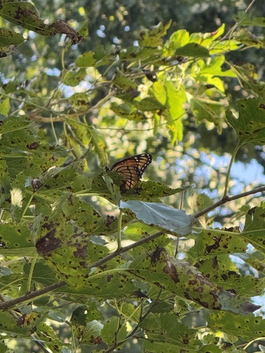 Viceroy