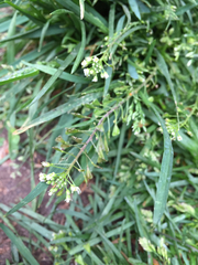 Capsella bursa-pastoris