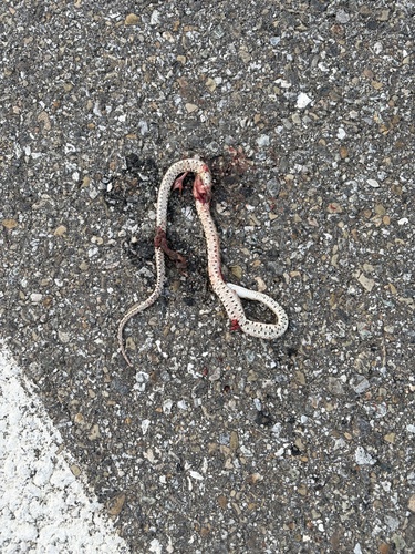 Pacific Gopher Snake