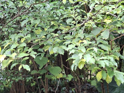 Euonymus carnosus observed 2026-09-21