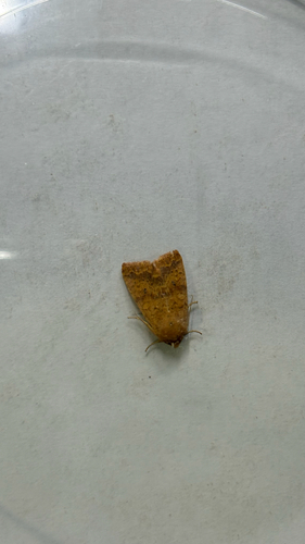 Bicolored Sallow