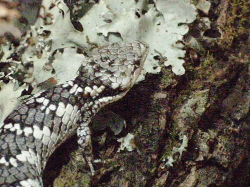 Guerreran Arboreal Alligator Lizard