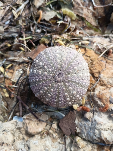Western Pacific purple sea urchin